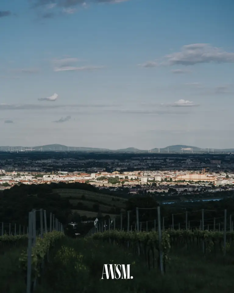 Blick über die Rebzeilen am Nussberg auf Wien und die Hügel am Horizont unter blauem Himmel – Vineyard Edition, 24.05.2025